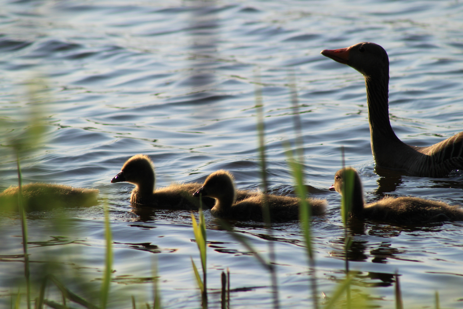 Familie