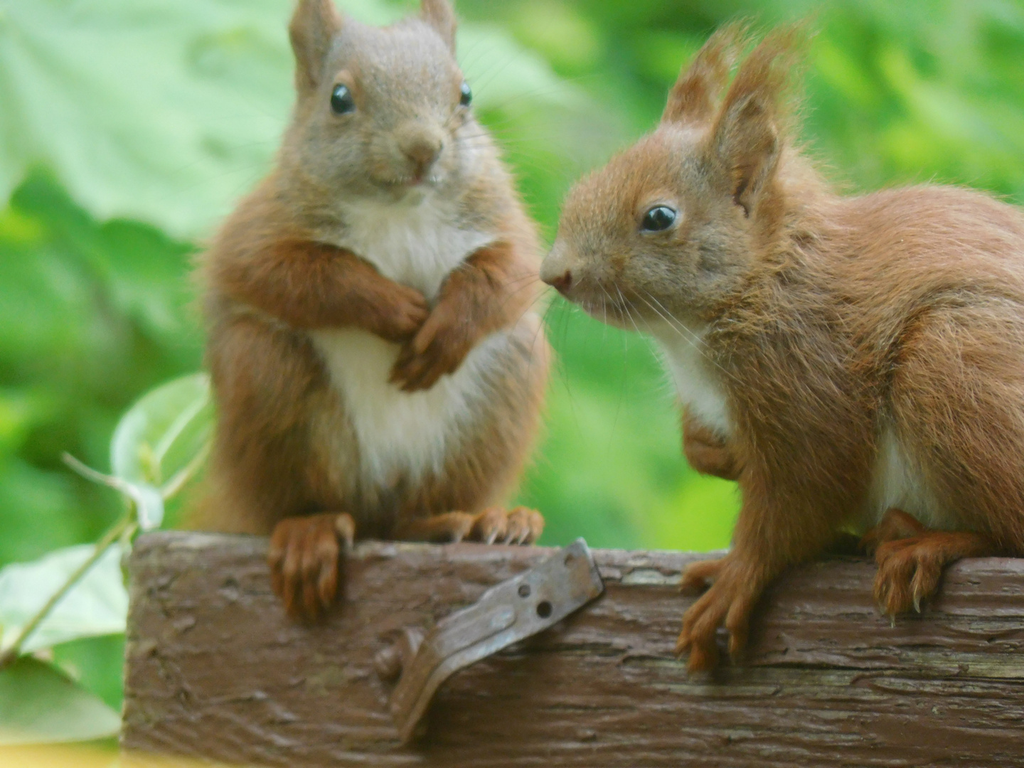 Familie Eichhörnchen 