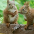 Familie Eichhörnchen 