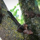 Familie Eichhorn macht Mittagspause (1)