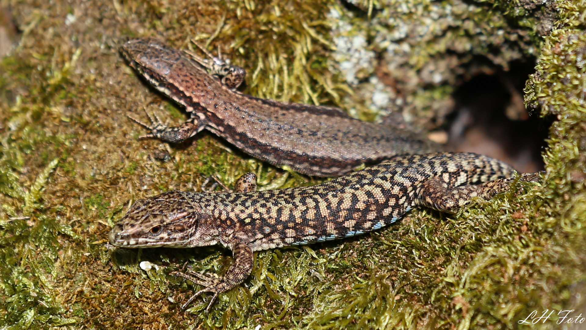Familie Eidechse Foto & Bild tiere, wildlife, amphibien