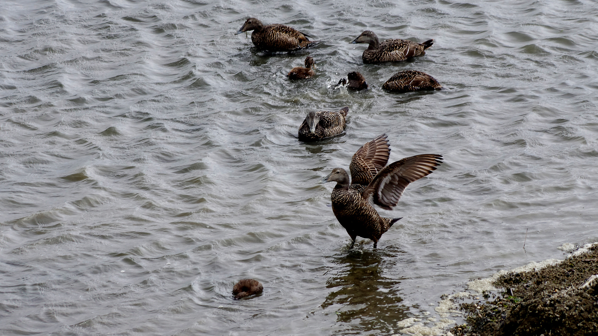 Familie Eiderente (2)