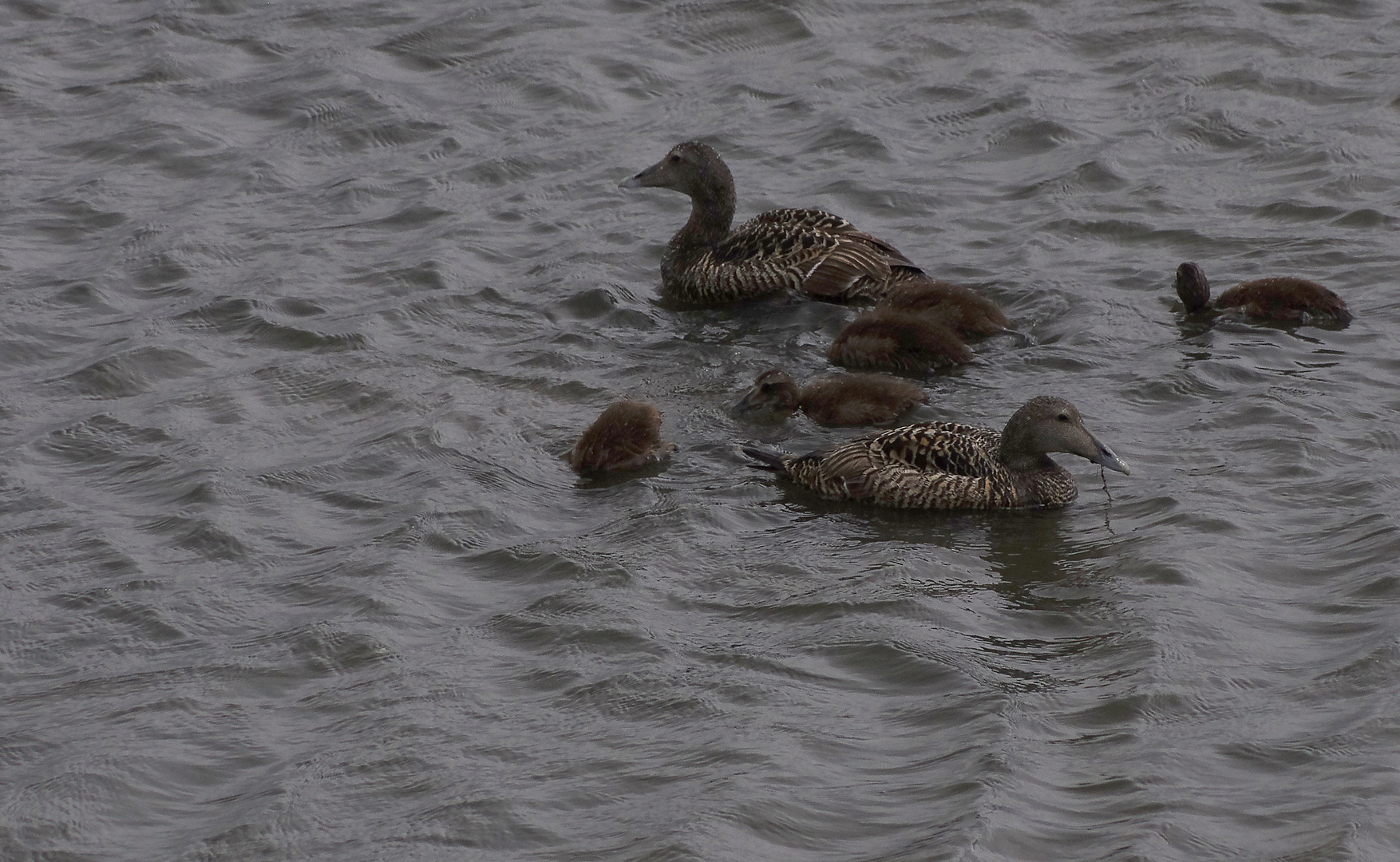 Familie Eiderente