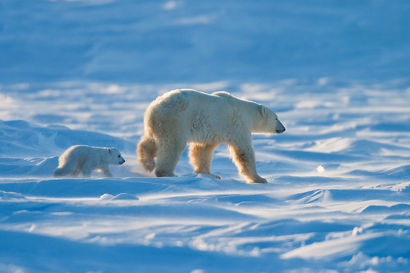 Familie Eisbär auf dem Weg zum Packeis