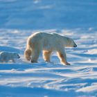 Familie Eisbär auf dem Weg zum Packeis