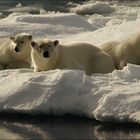 Familie Eisbär