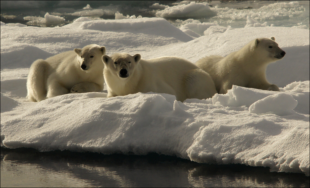 Familie Eisbär