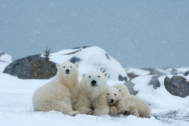 Familie Eisbär im Schneegestöber