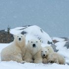 Familie Eisbär im Schneegestöber