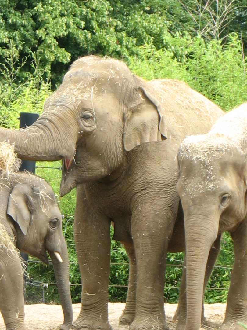 Familie Elefant