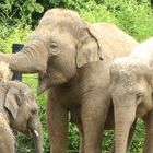 Familie Elefant