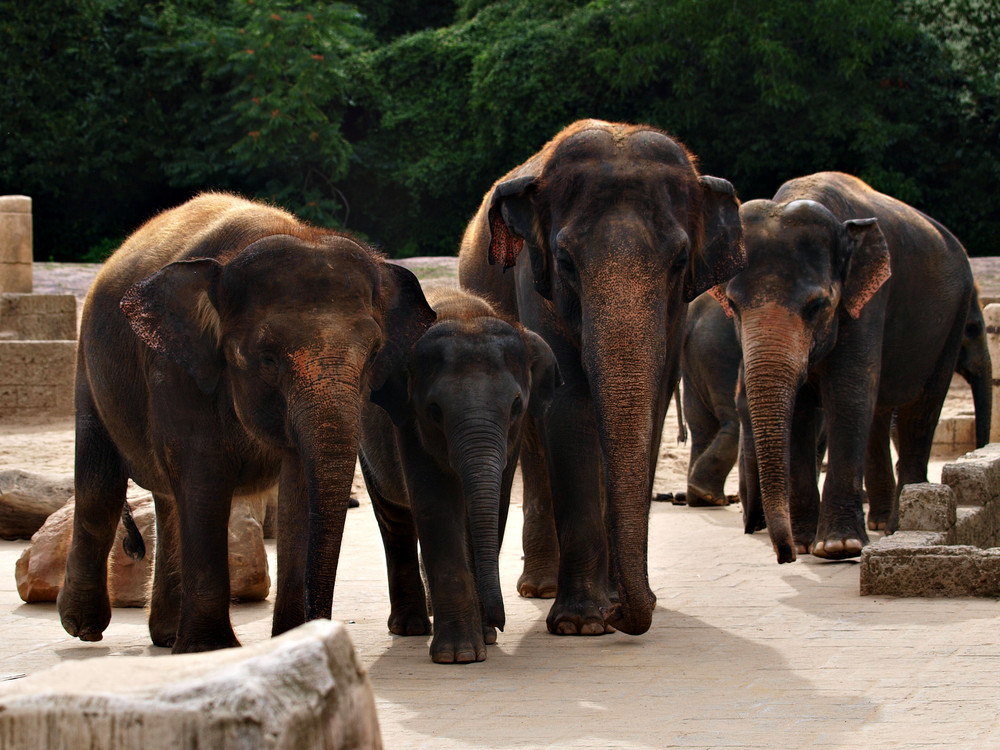 Familie Elefant