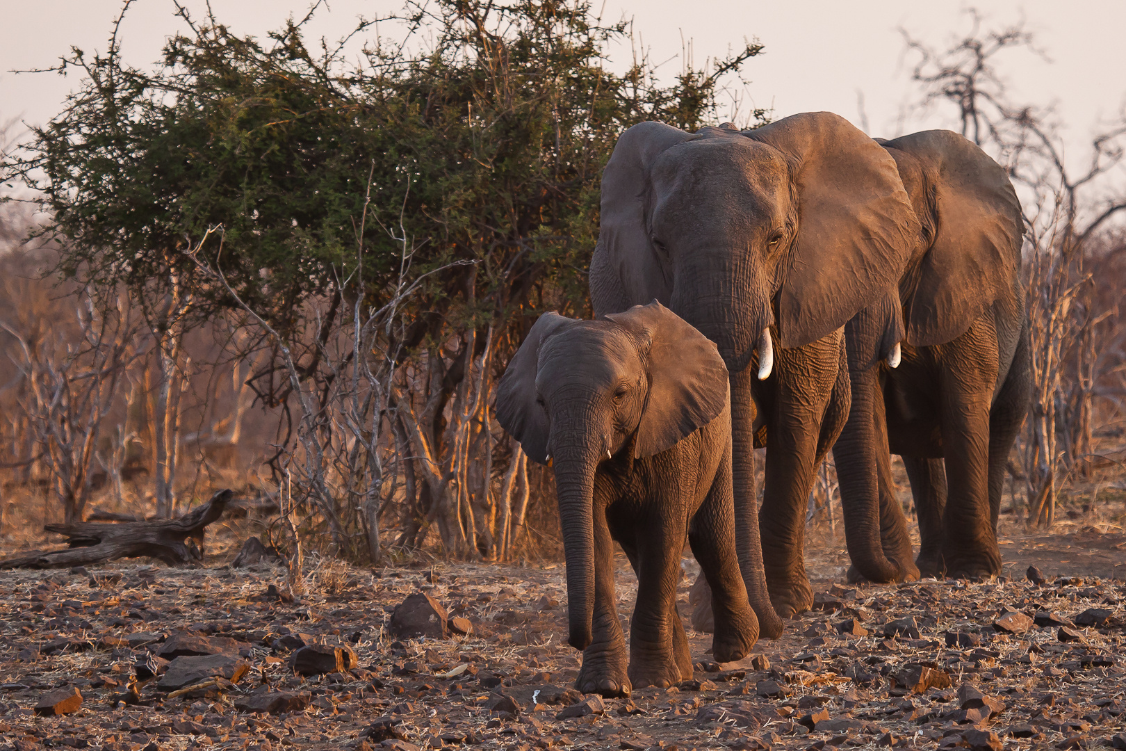 Familie Elefant kommt an den Fluss