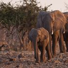 Familie Elefant kommt an den Fluss