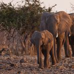 Familie Elefant kommt an den Fluss