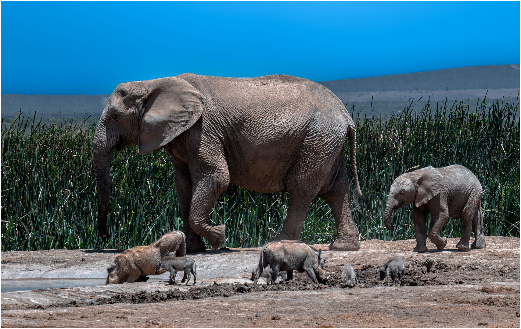 Familie Elephant trifft Familie Walzenschwein