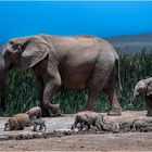 Familie Elephant trifft Familie Walzenschwein