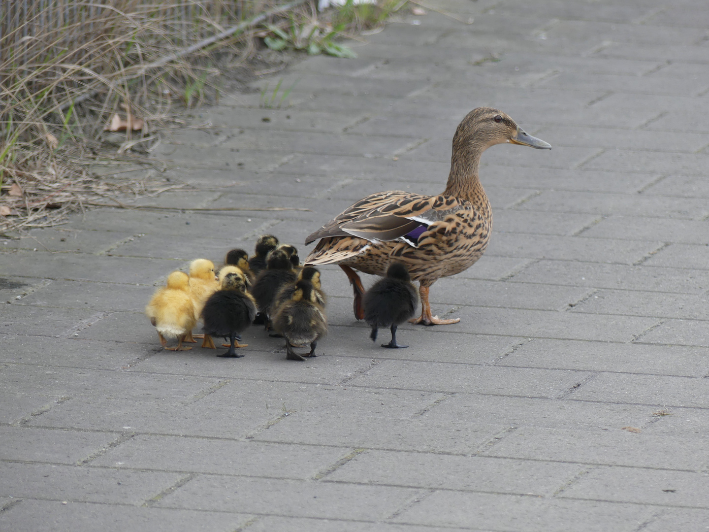 Familie Ente