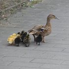 Familie Ente