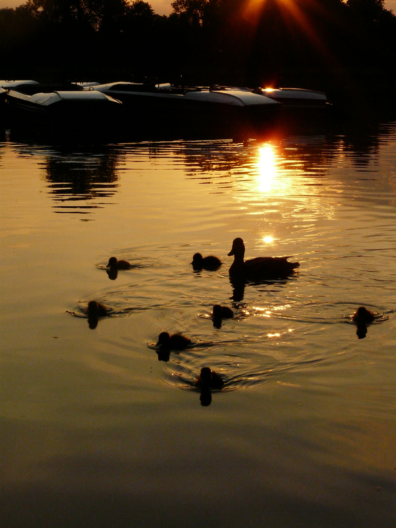 Familie Ente