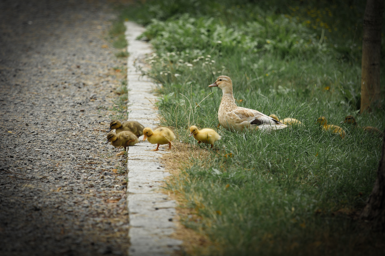 Familie Ente auf Ausflug