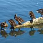 Familie Ente beim Putzen