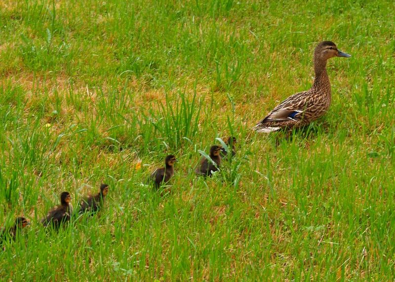 Familie Ente