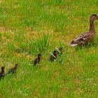 Familie Ente