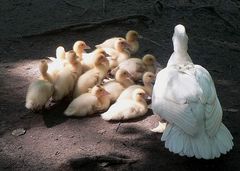 Familie Ente