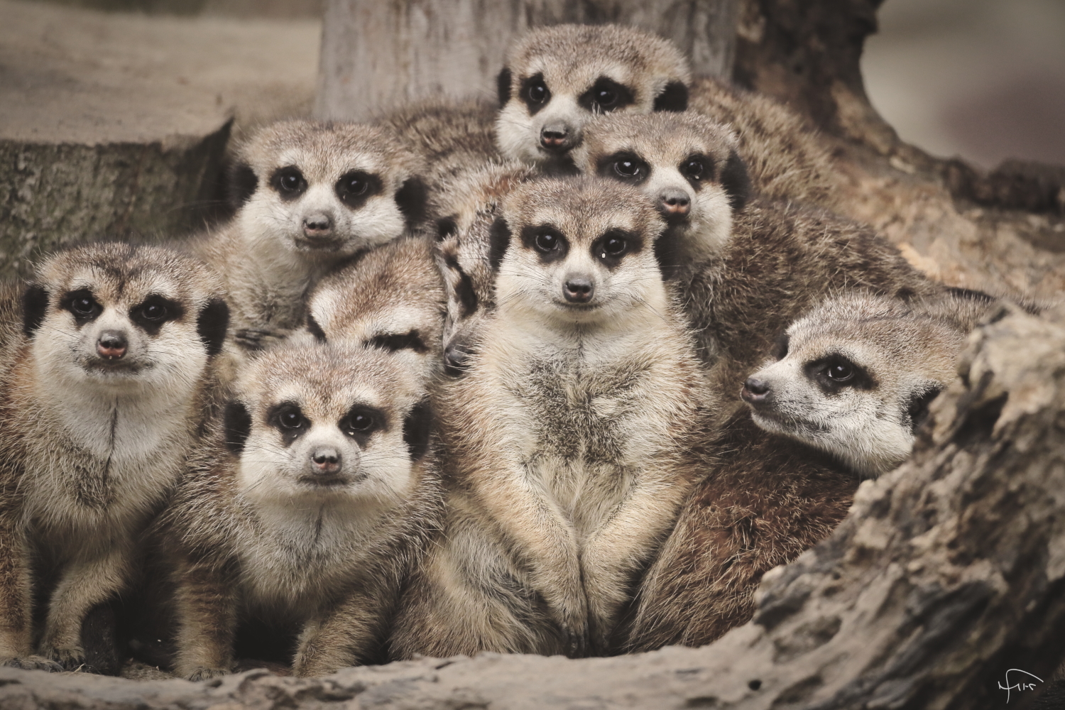 FAMILIE ERDMÄNNCHEN | 16.04.2023