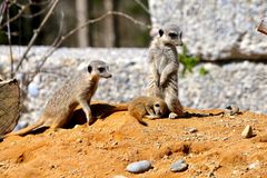 Familie Erdmännchen