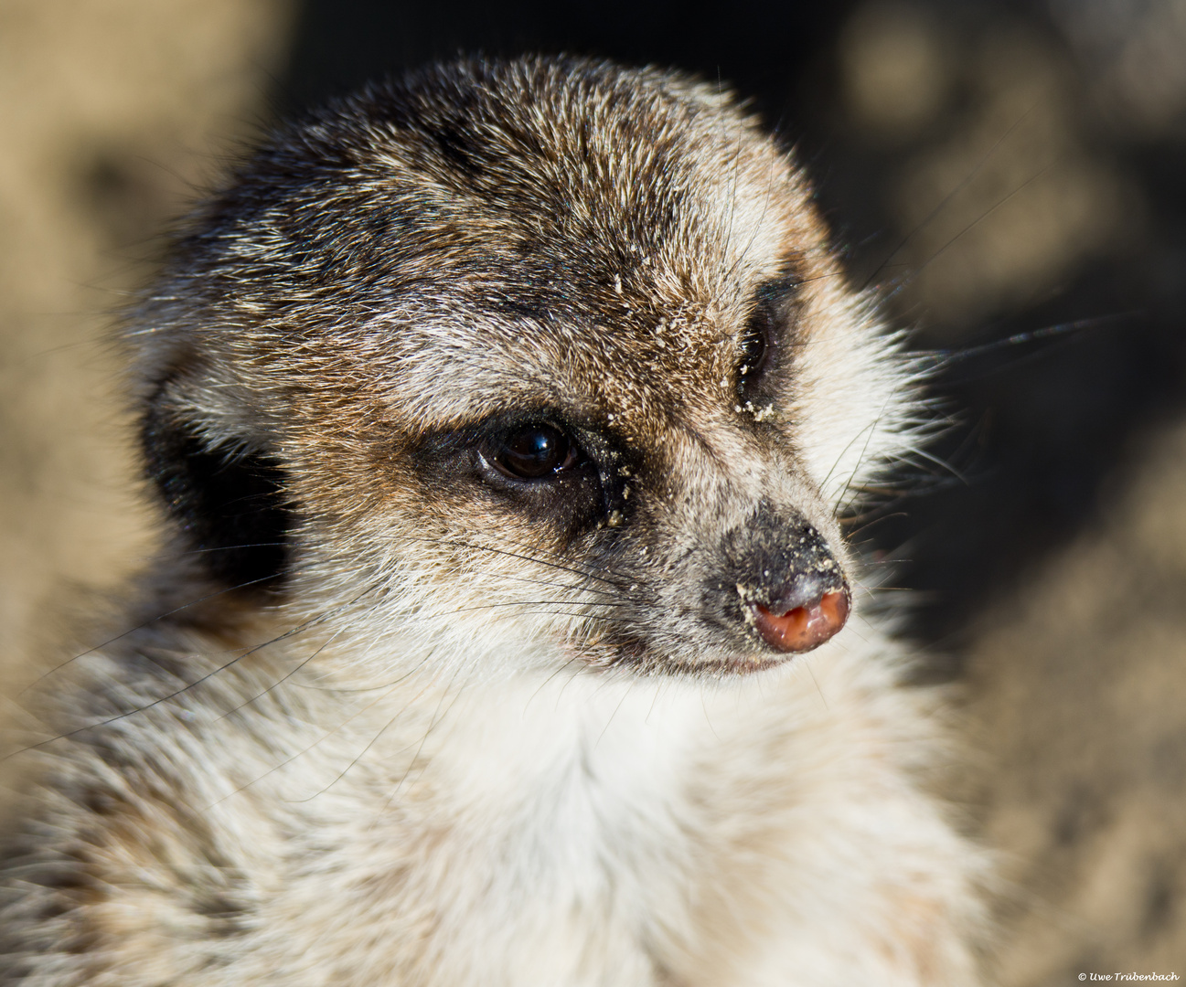 Familie Erdmännchen (5)