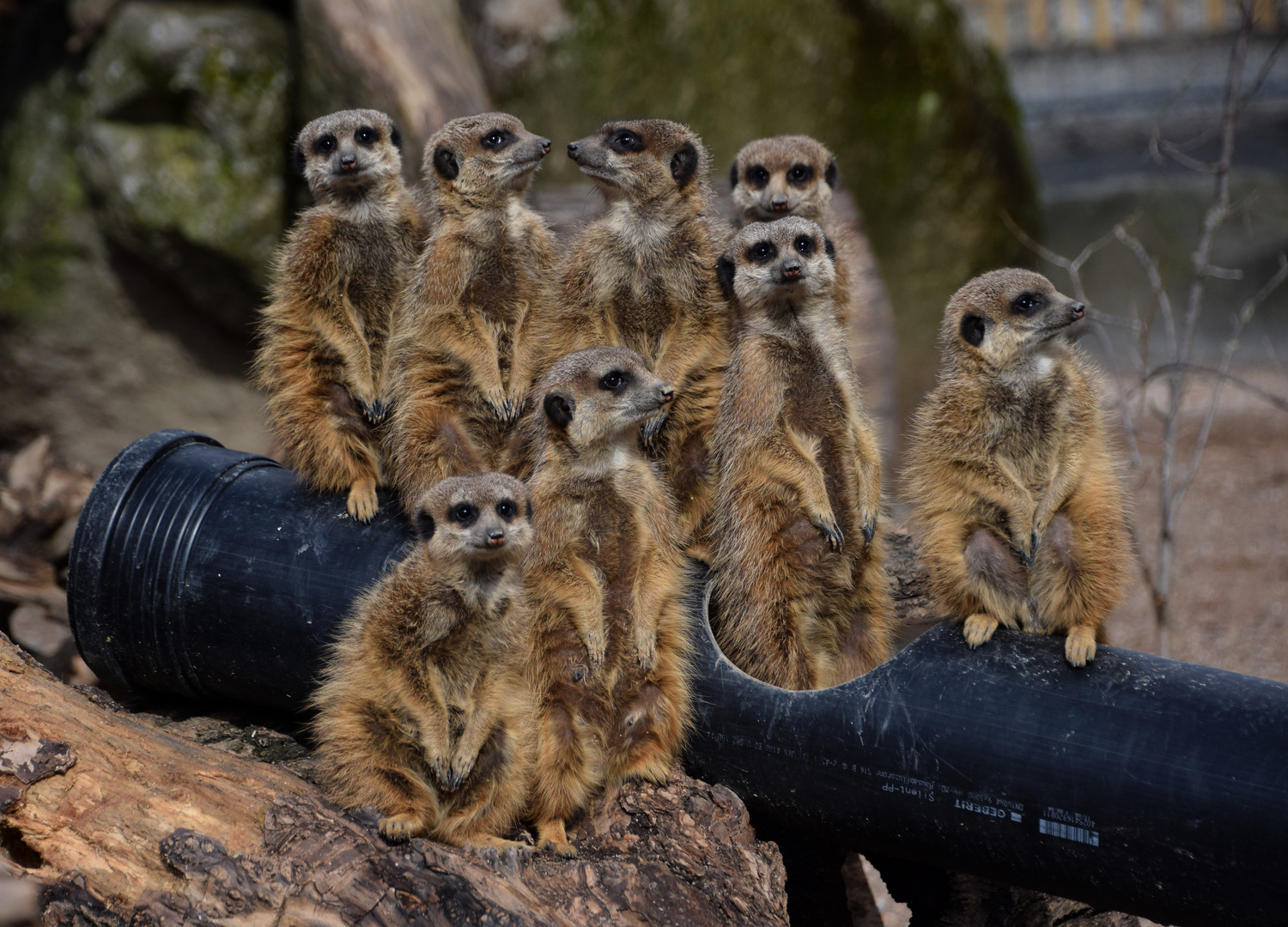 Familie Erdmännchen