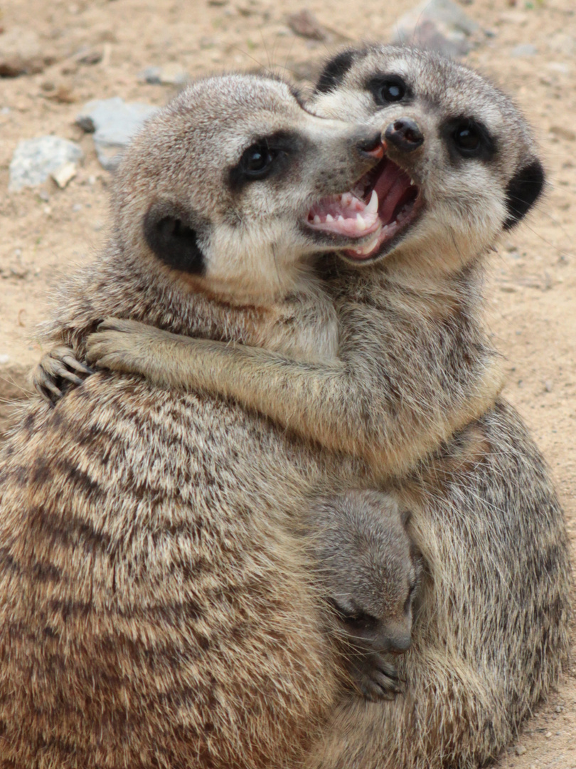 Familie Erdmännchen (Zoo Dresden)