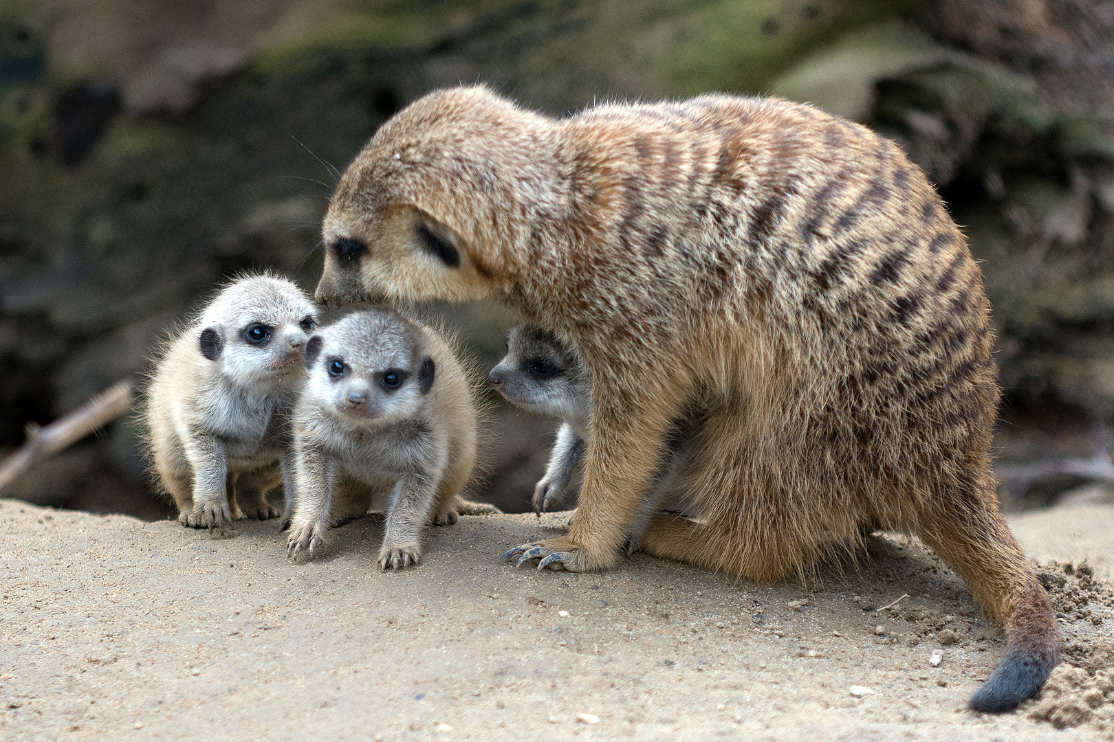 Familie Erdmann