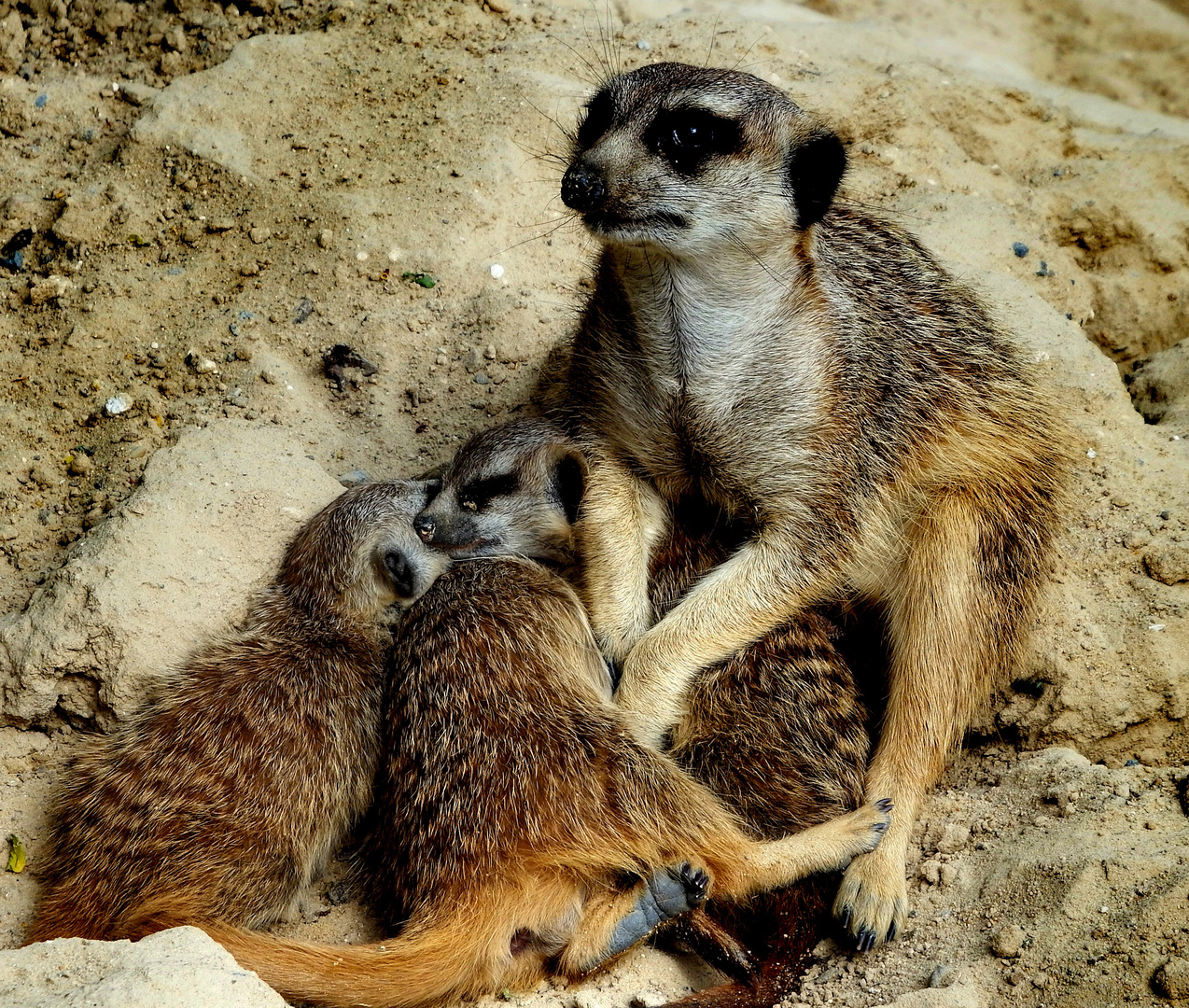 Familie Erdmann !