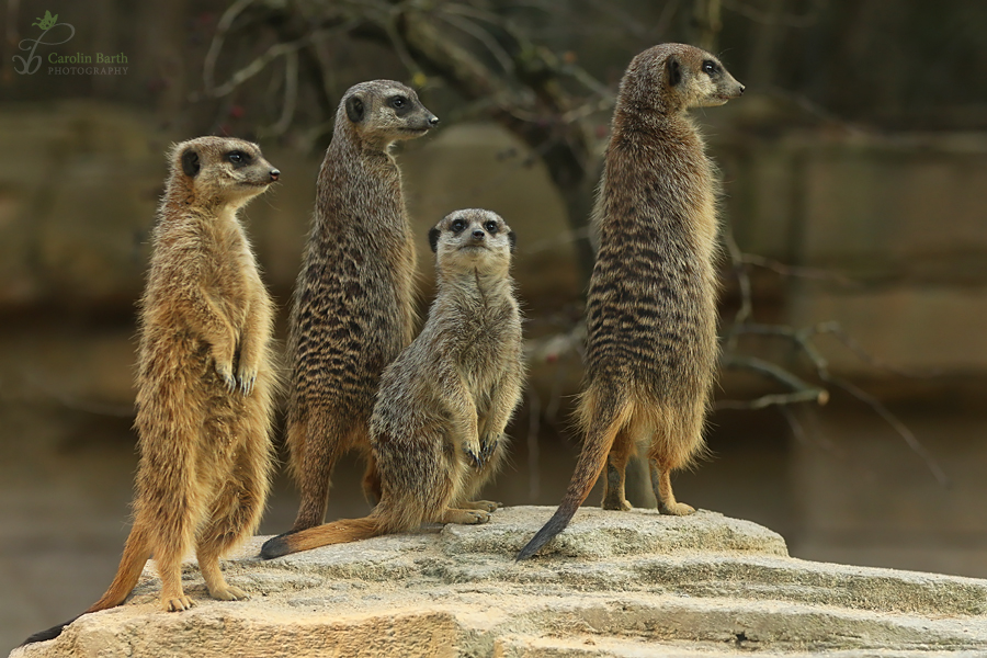 Familie Erdmann