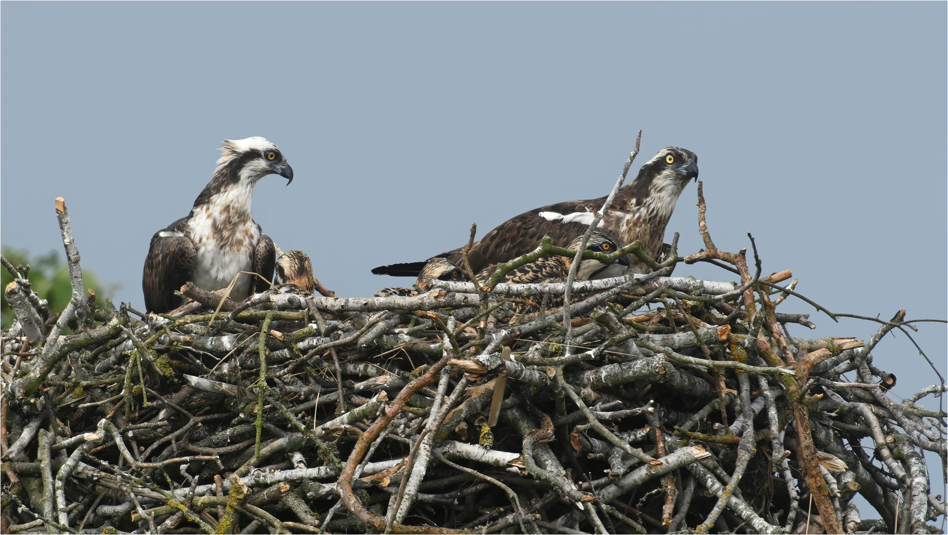 Familie Fischadler