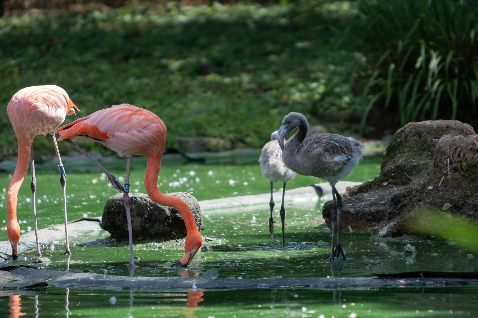 Familie Flamingo