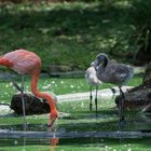 Familie Flamingo