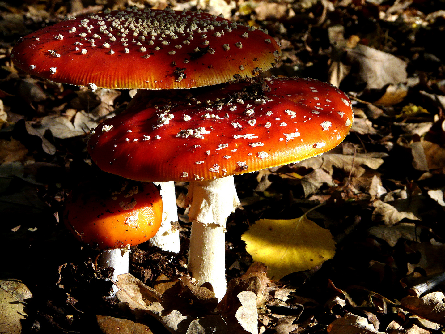 Familie FliegenPilz