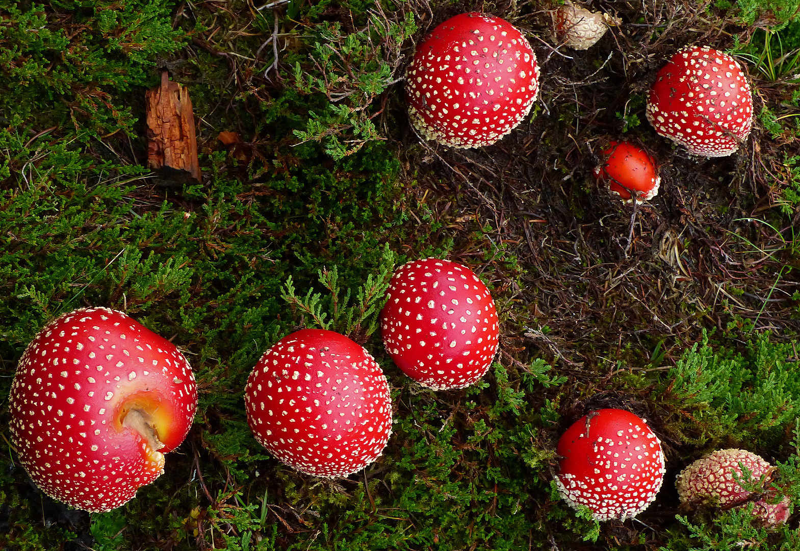 Familie Fliegenpilz