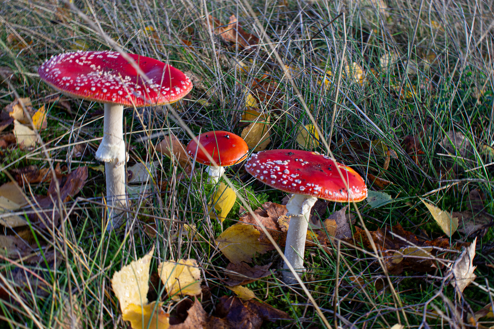 Familie Fliegenpilz ...