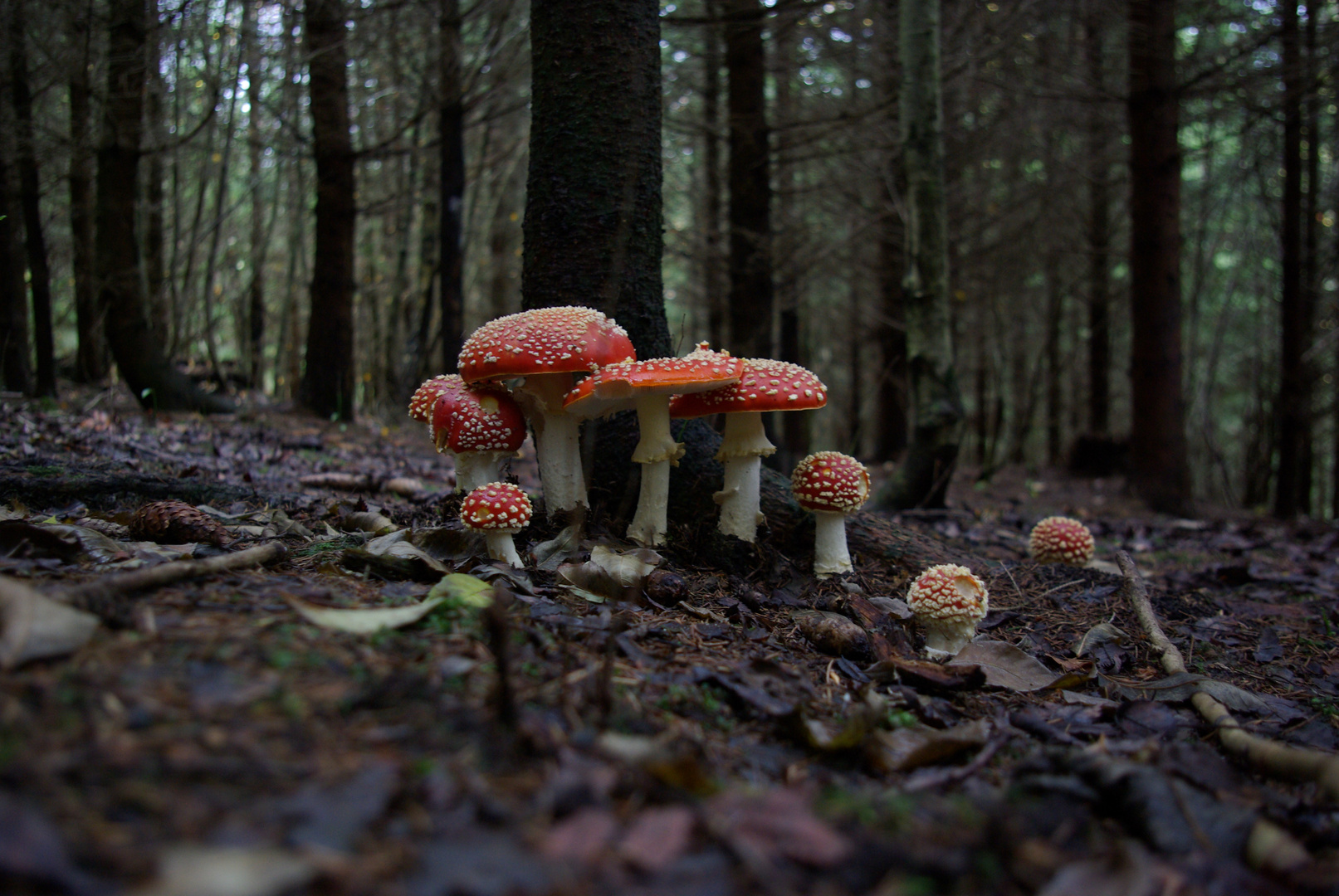 Familie Fliegenpilz