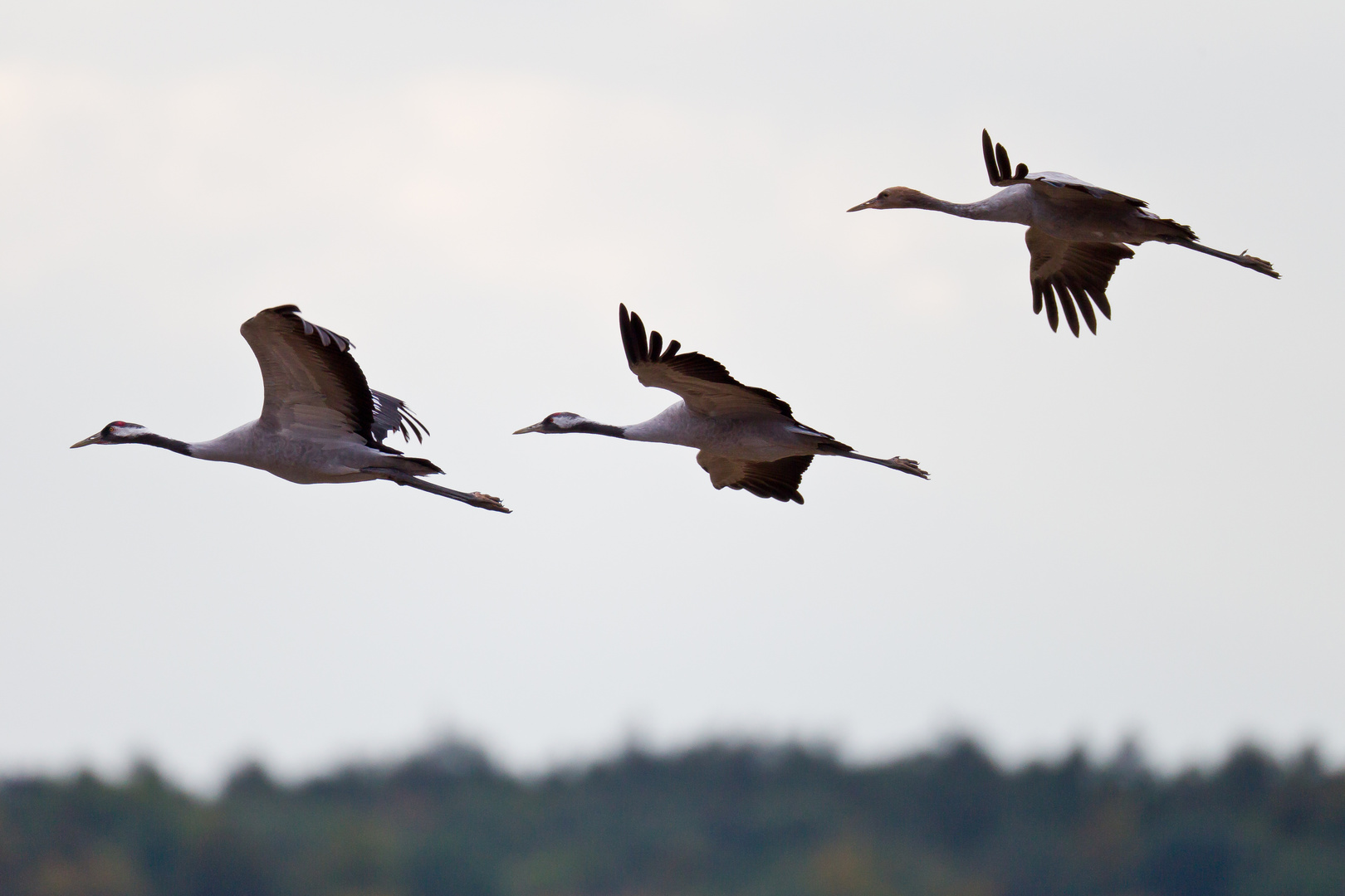 "Familie fliegt"