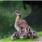 --- Familie Foto der Nilgans ---