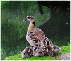 --- Familie Foto der Nilgans ---