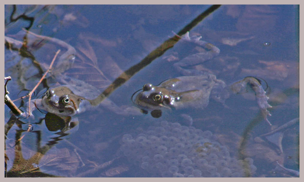 Familie Frosch...