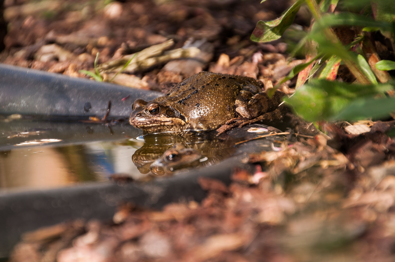 Familie Froschkönig