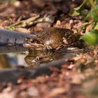 Familie Froschkönig